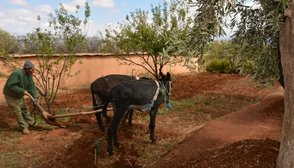 Agriculture traditionnelle au potager - Ferme écologique Atlas Ecosite Haut-Atlas
