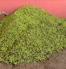 🫒 Die grüne Goldsaison in Amizmiz!