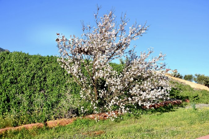 🌸 Floraison des amandiers à Amizmiz : Le réveil féerique du Haut Atlas